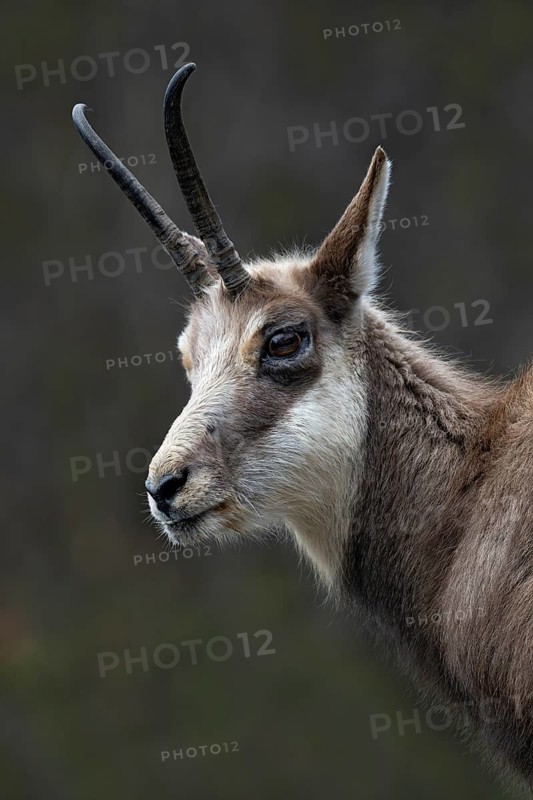 Chamois (Rupicapra rupicapra), Alpine Zoo, Innsbruck, Tyrol, Austria