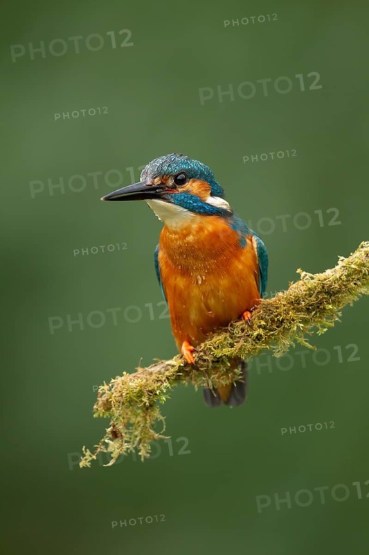 Common kingfisher (Alcedo atthis) adult male bird on a moss covered tree branch, England, United Kingdom