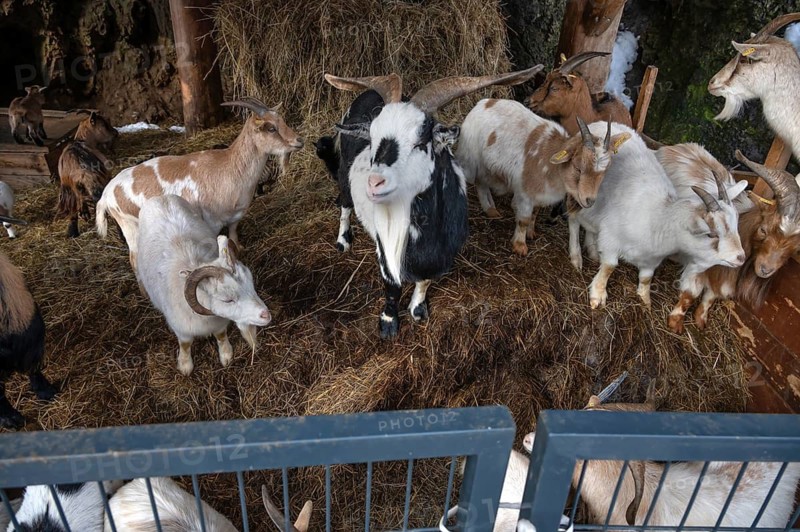 Goats (Capra aegagrus hircus) in the enclosure waiting to be fed, Untertrubach, Upper Franconia, Bavaria, Germany