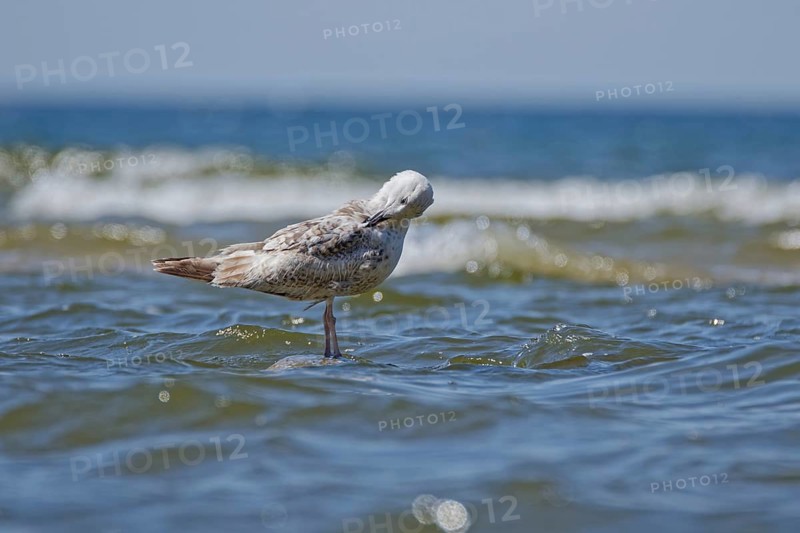 Juvenile herring gull (Larus argentatus) standing in shallow coastal water near shoreline, cleaning its feathers with gentle sea waves and soft horizon in the background, Poland
