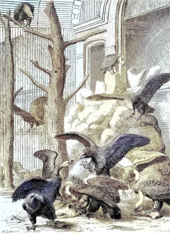 Birds of prey in the Hamburg zoo, coloured woodcut from 1864, birds in a cage with a bare tree in the middle. Some are flying, others are sitting. Drawing with detailed feathers and claws