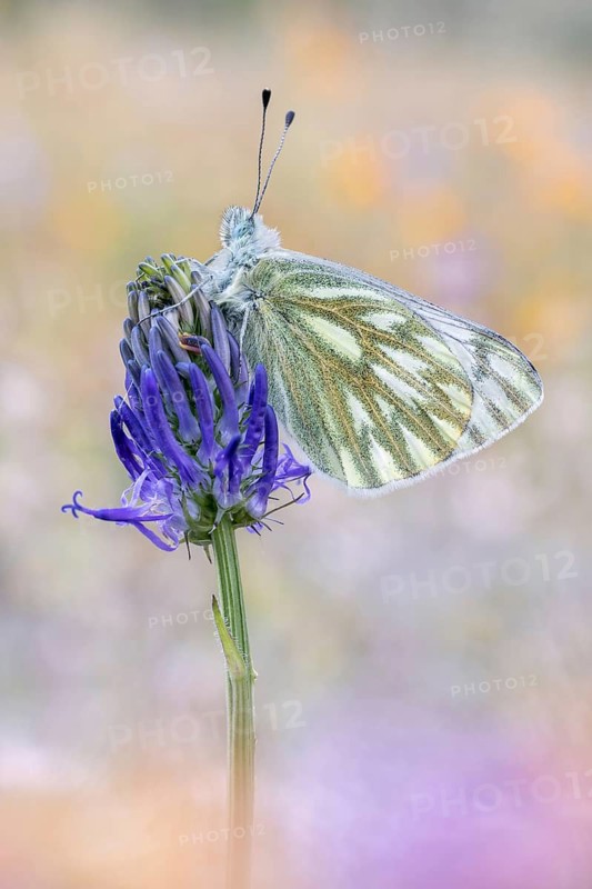 Der Alpen-Weißling (Pontia callidice), das Männchen an Teufelskralle