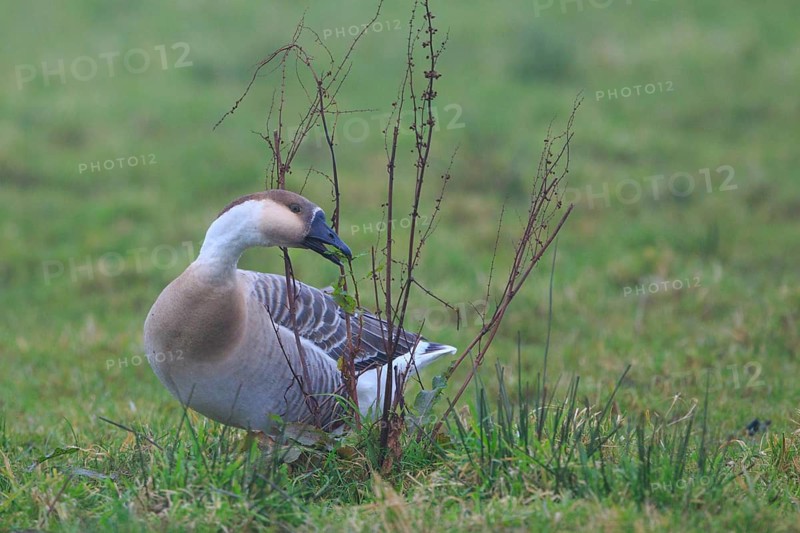 Swan Goose (Anser cygnoides), Netherlands