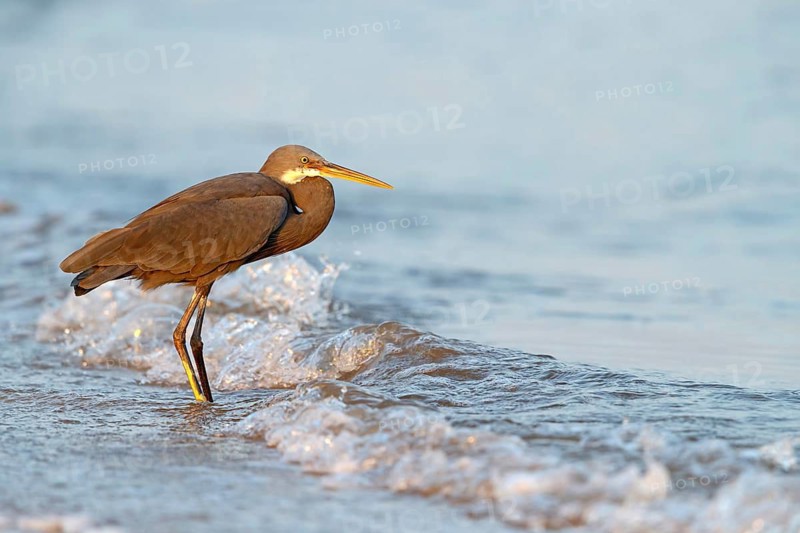 Heron, (Egretta gularis), heron, animals, birds, biotope, habitat, foraging Salalah, Raysut, Dhofar, Oman