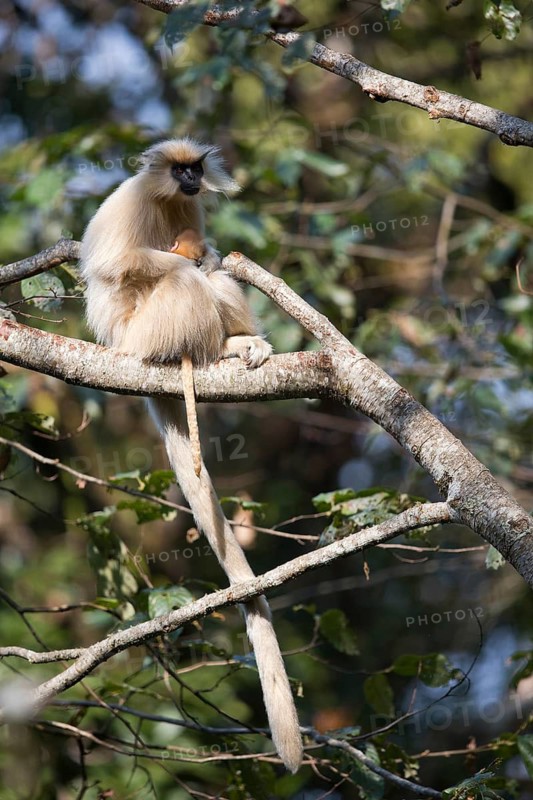 Gee's Golden Langur (Trachypithecus geei) female with young on tree in rainforest, Bhutan