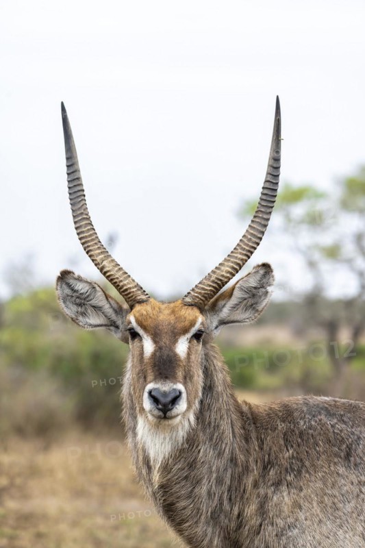 Ellipsen waterbuck (Kobus ellipsiprymnus), adult male, animal portrait, Kruger National Park, South Africa