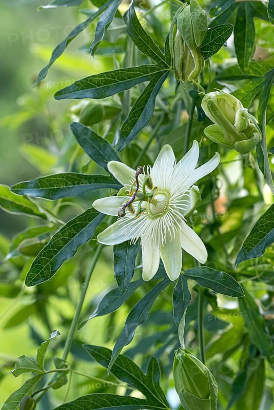 Passion flower (Passiflora cärulea 'Constance Elliott'), Mainau Island, Germany