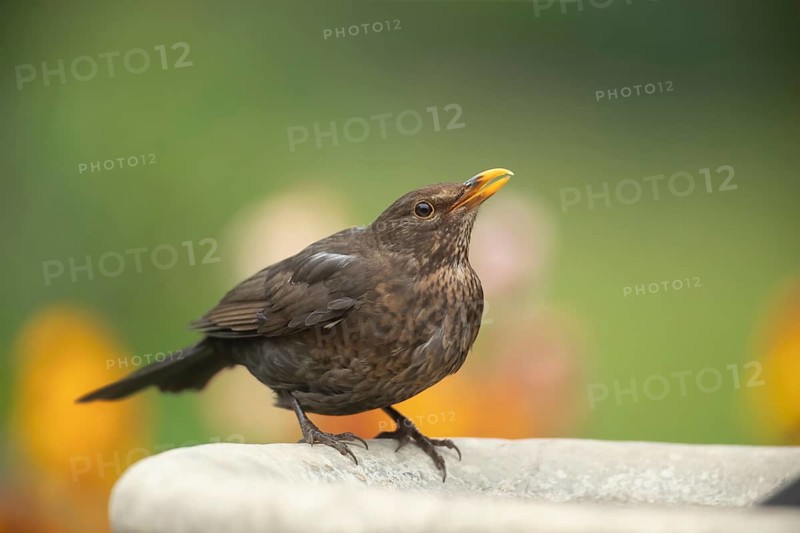 European blackbird (Turdus merula) adult female garden bird drinking water from a bird bath, Suffolk, England, United Kingdom