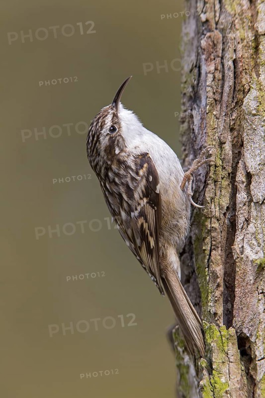Short-toed Treecreeper (Certhia brachydactyla), Baden-Wuerttemberg, Germany