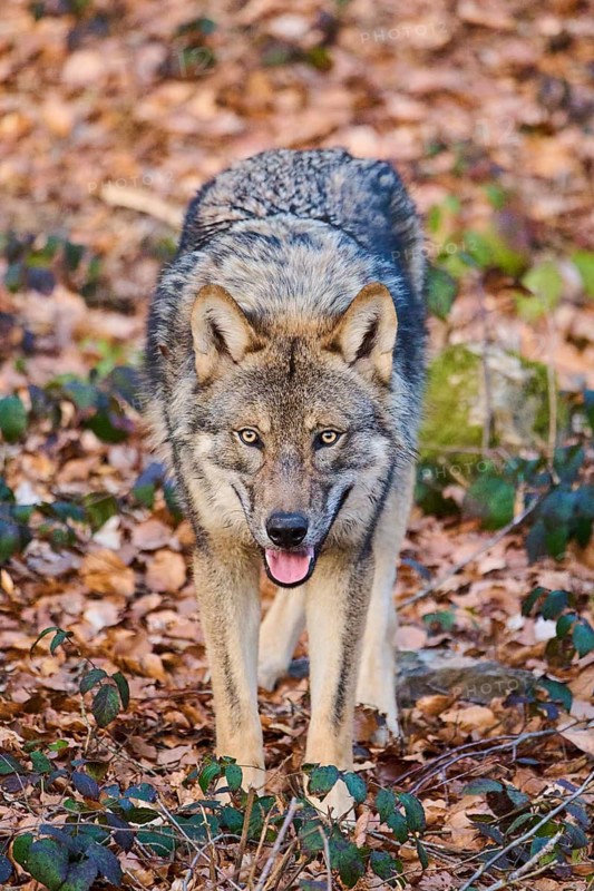 Close-up of a Eurasian wolf (Canis lupus lupus) in a forest in spring, Bavarian Forest National Park, Germany