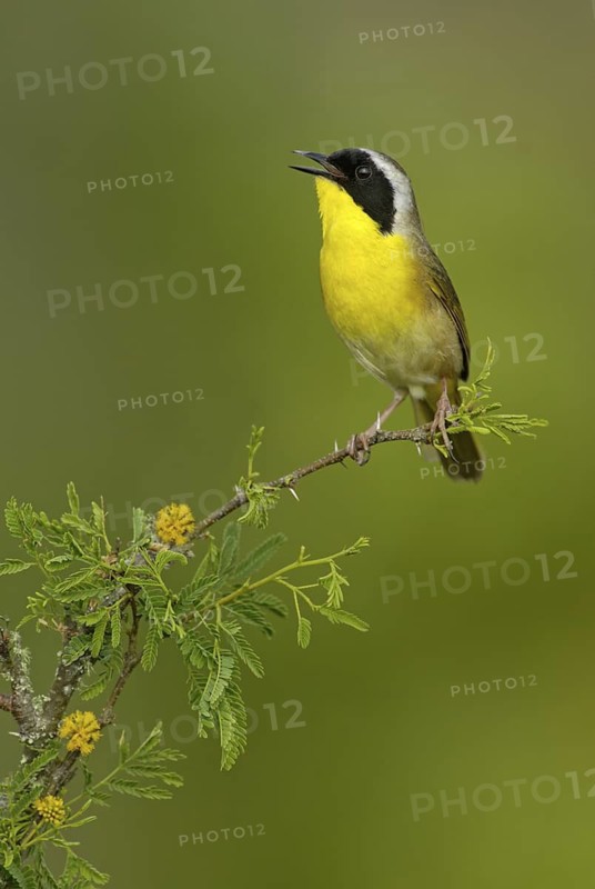 Common Yellowthroat (Geothlypis trichas) singing, Texas, USA