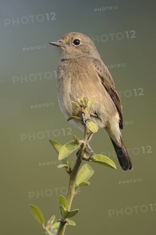 Pied Bush Chat (Saxicola caprata) female, India