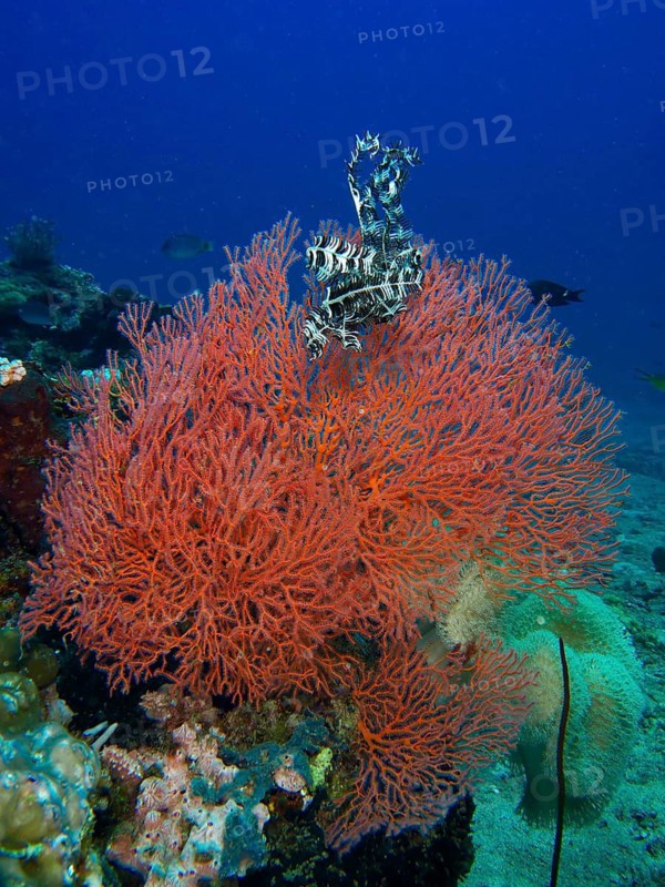 A Red feather star sits on bright red coral, Red knot fan (Melithaea ochracea), in the underwater world, dive site Twin Reef, Penyapangan, Bali, Indonesia