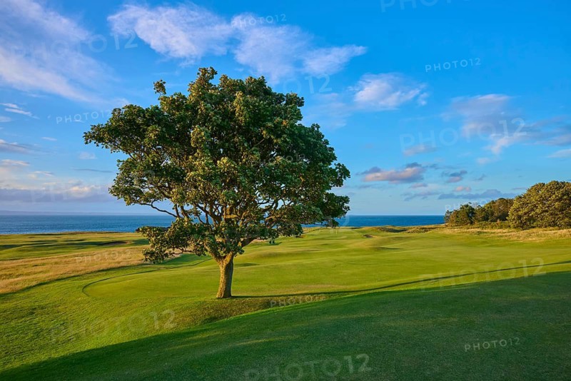 A tree in a green field under clear sky with sea in the background, golf course, North Berwick, East Lothian, Scotland, United Kingdom, Great Britain