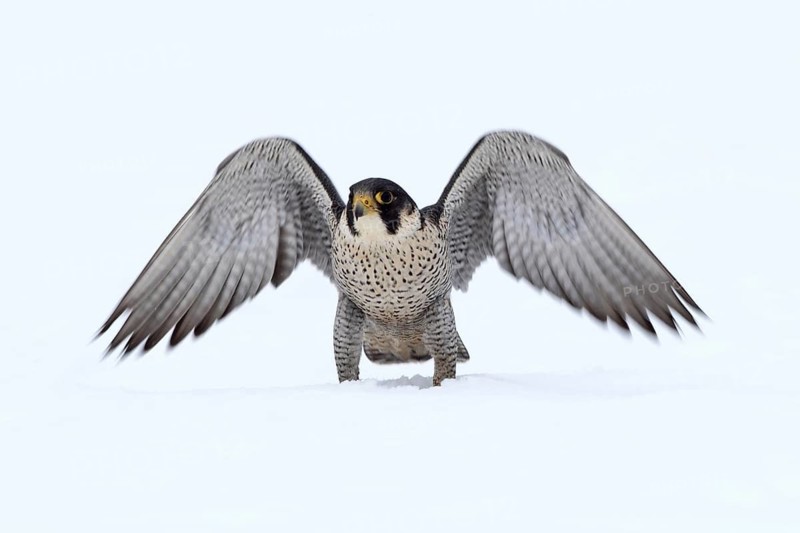 Peregrine Falcon (Falco peregrinus) male, Baden-Wuerttemberg, Germany