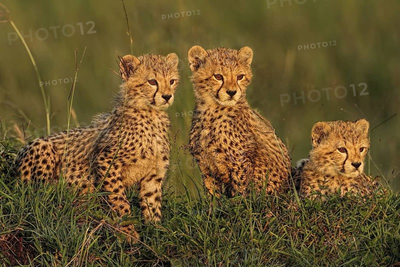Cheetah (Acinonyx jubatus) three cubs, Masai Mara, Kenya