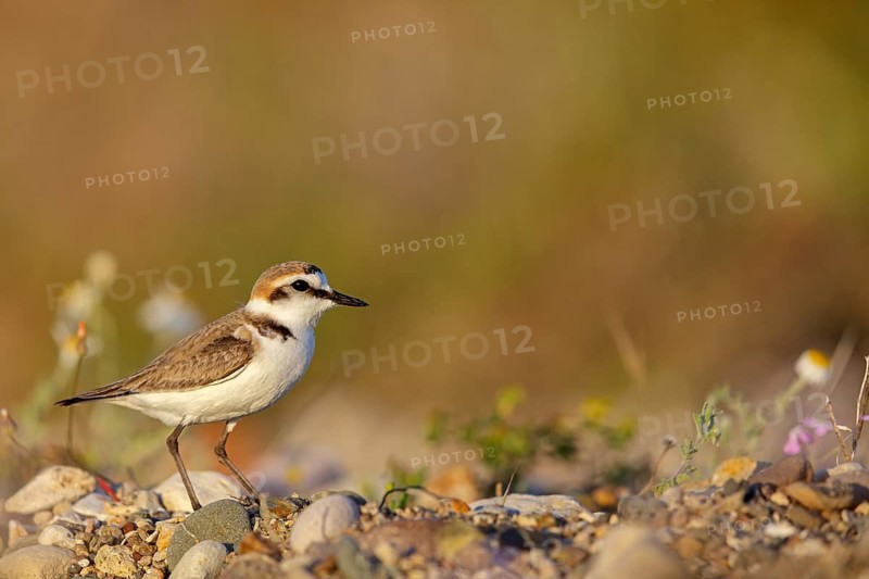 Animals, birds, plover, Kentish plover, (Charadrius alexandrinus), biotope, habitat, foraging, Lesbos, Greece