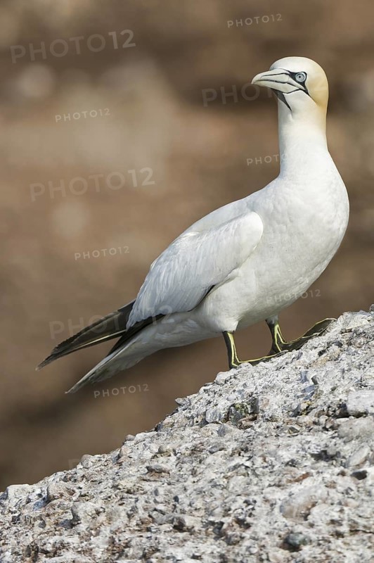 Northern Gannet (Morus bassanus), Quebec, Canada