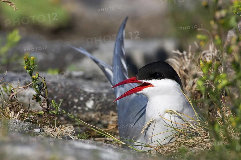 Arctic Tern (Sterna paradisaea), Schleswig-Holstein, Germany