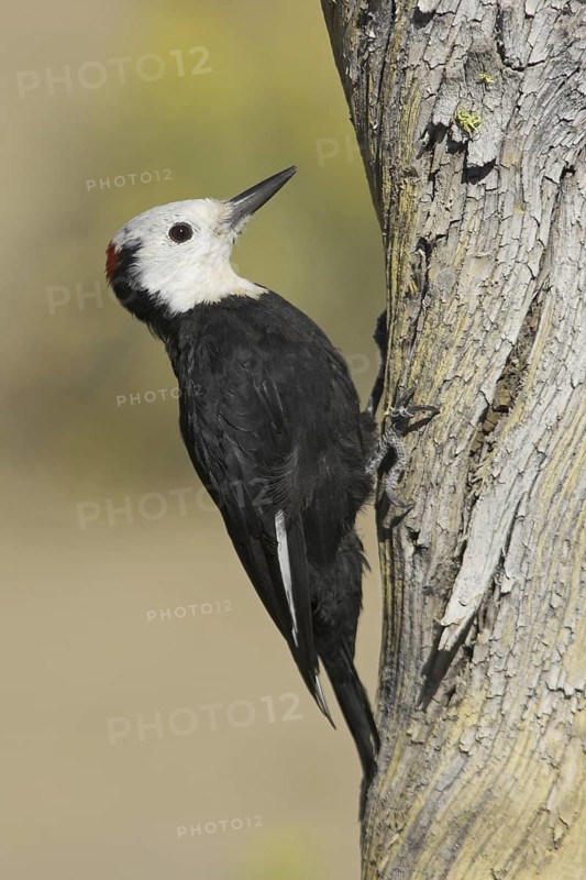 White-headed Woodpecker (Leuconotopicus albolarvatus), Oregon, USA