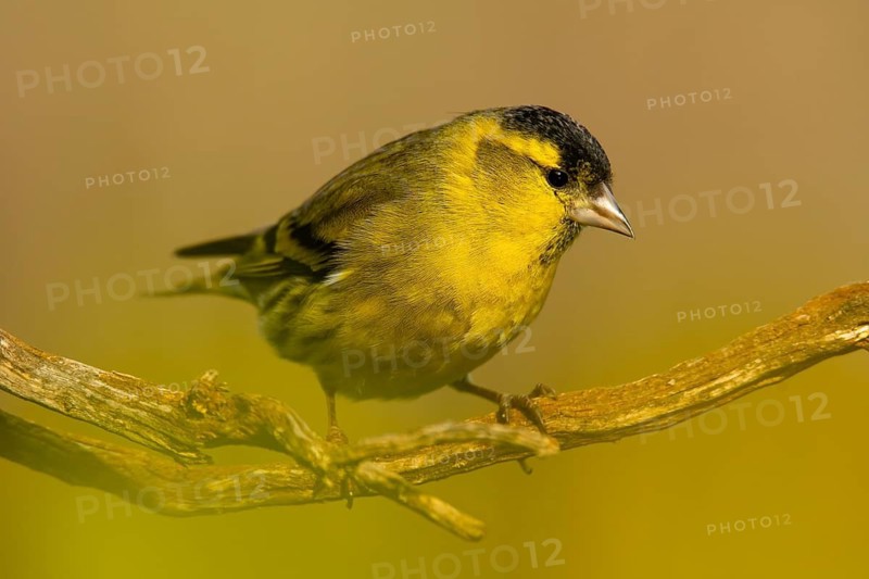 A vibrant male Eurasian Siskin, Spinus spinus, sits elegantly on a twig amidst a soft yellow-green background, showcasing its striking yellow and black plumage