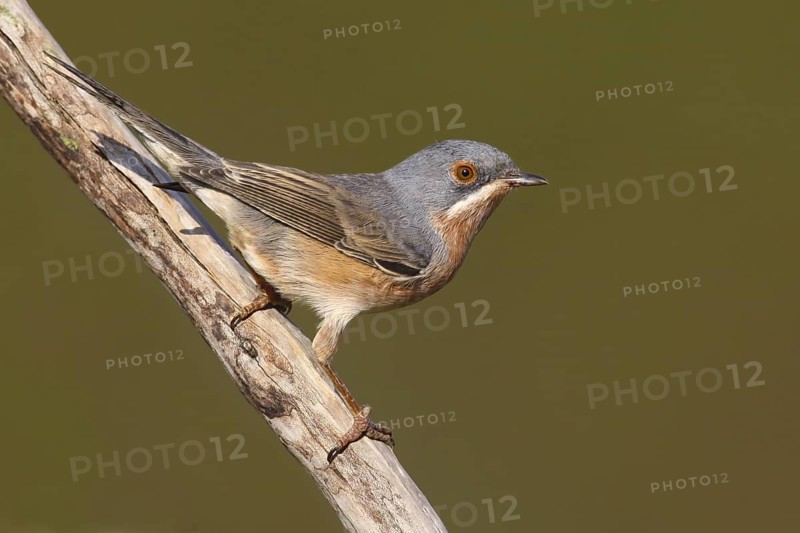 Subalpine Warbler (Sylvia cantillans), Marvao, Portalegre