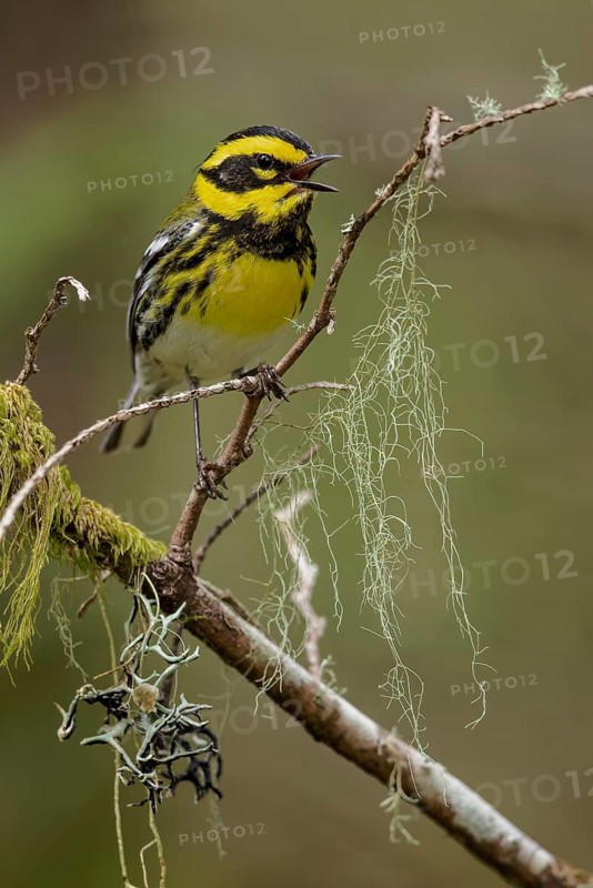 Townsend's Warbler (Dendroica townsendi) perched on a branch in Victoria, BC, Canada