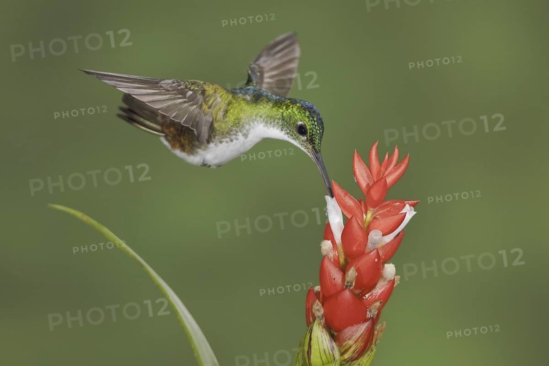 Andean Emerald (Amazilia franciae), Ecuador
