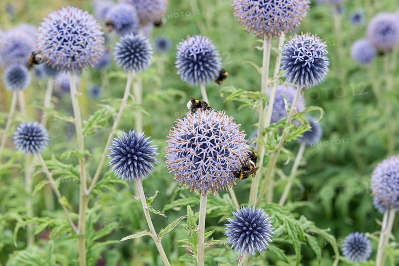 Banat globe thistle (Echinops bannaticus 'Taplow Blue')