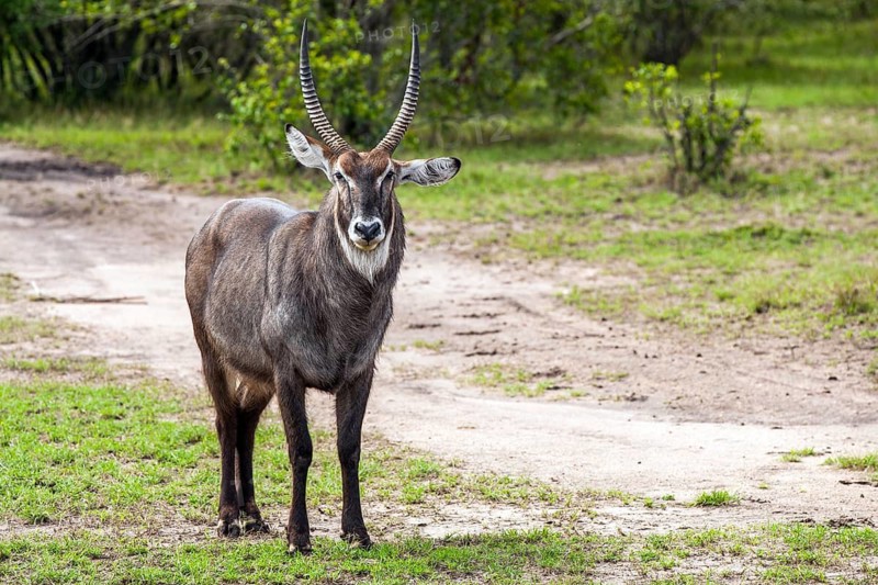 Defassa Waterbuck (Kobus defassa), Afrka, Kenya, Masai Mara, Masai Mara, Kenya