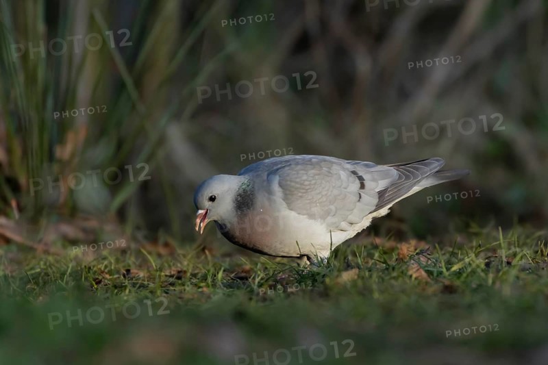 Stock dove (Columba oenas) adult bird feeding on grassland, England, United Kingdom