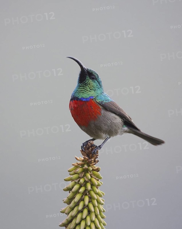 Greater Double-collared Sunbird (Cinnyris afer), Eastern Cape, South Africa