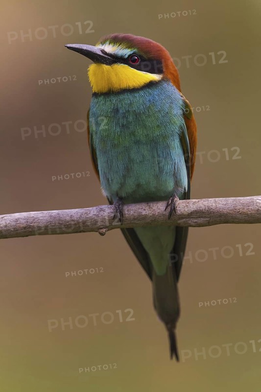 European Bee-eater (Merops apiaster), Hortobagy, Hungary