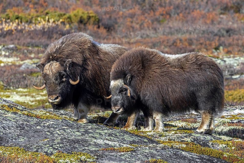 Muskox (Ovibos moschatus) bull and cow on the tundra during the rut, rutting season in autumn, fall, Dovrefjell–Sunndalsfjella National Park, Norway