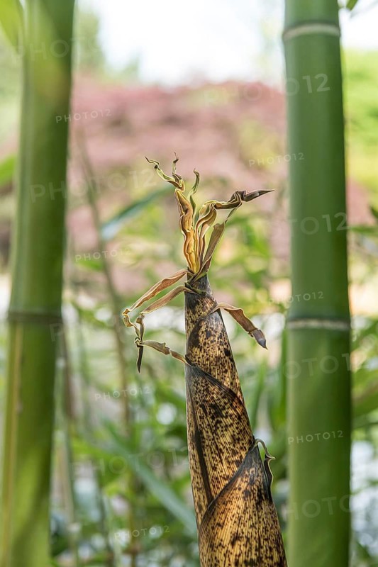 Vivax flat bamboo (Phyllostachys vivax 'Huangwenzhu'), Schloss Dyck, Germany