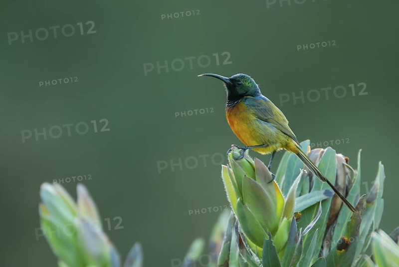 Orange-breasted Sunbird (Anthobaphes violacea) male, Western Cape, South Africa