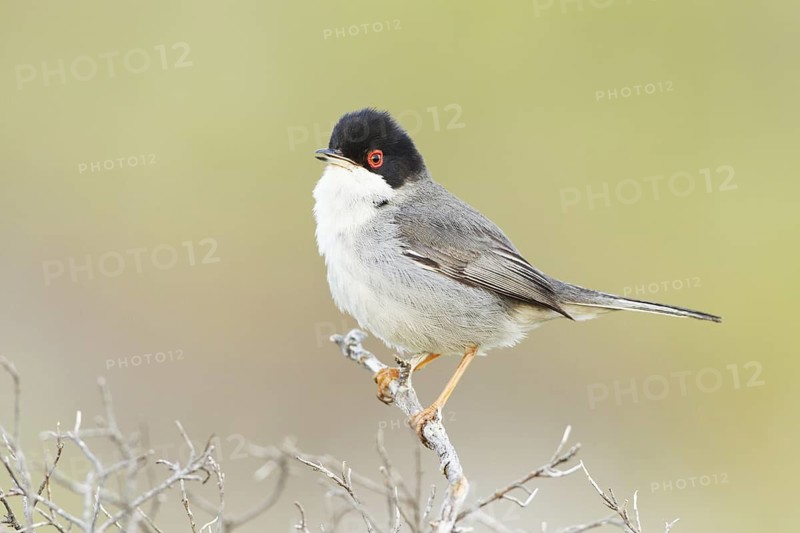 Sardinian Warbler (Sylvia melanocephala) male singing, Mallorca, Spain