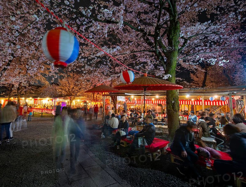 Visitors and food stalls among illuminated blooming cherry trees at Cherry Blossom Festival, Hanami, at night, Hirano Shrine, Kyoto, Japan