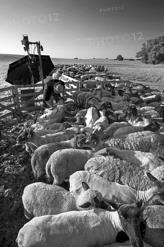 Sheep are shorn in a pen in the pasture, black and white, Mecklenburg-Western Pomerania, Germany