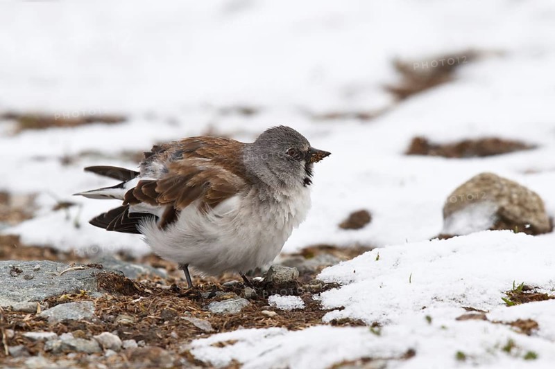 Snowfinch (Montifringilla nivalis) male, Tyrol, Austria