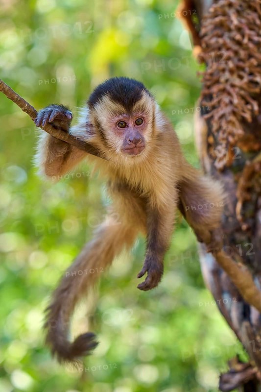 A capuchin monkey hangs effortlessly from a branch and observes its surroundings, capuchin monkey (Sapajus apella), Pantanal, Mato Grosso, Brazil