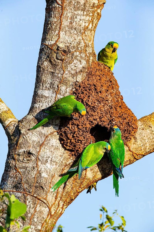 Peach-fronted conure (Aratinga aurea) Pantanal Brazil