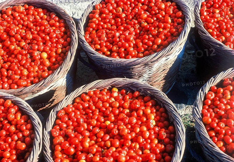 Santorini tomato harvest, Santorini, Cyclades, Greece