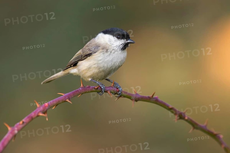 Marsh Tit (Poecile palustris) perched on a branch, Poland
