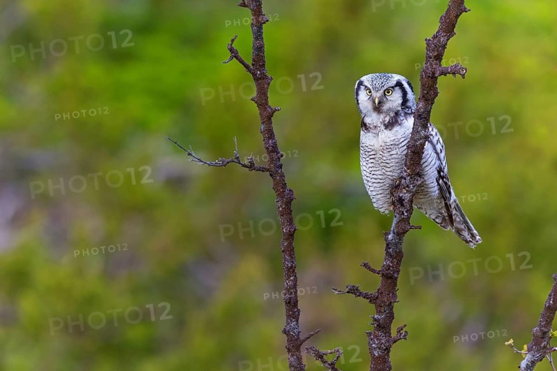 Barred owl, (Surnia ulula), animals, birds, owl family, owl, perch, biotope, habitat, Varanger Bird Park, Finnmark, Norway