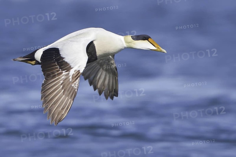 Common Eider (Somateria mollissima) male flying, Manitoba, Canada