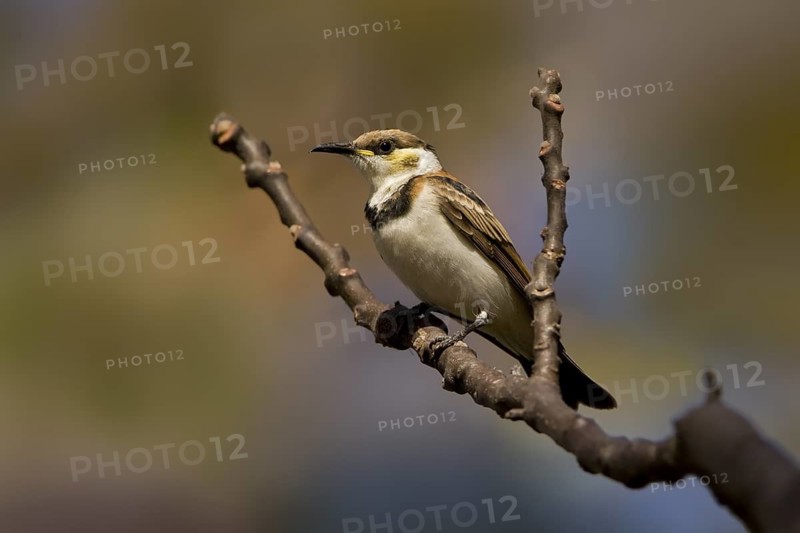 Banded Honeyeater (Cissomela pectoralis) juvenile, Western Australia, Australia
