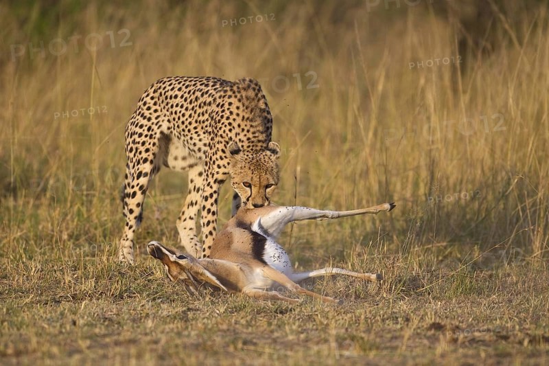 Cheetah (Acinonyx jubatus) adult with Thomson's Gazelle (Eudorcas thomsonii) prey, Masai Mara, Kenya