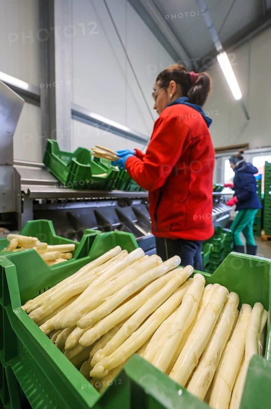 Wesel, North Rhine-Westphalia, Germany, harvest workers from Eastern Europe wash and sort the asparagus, here at a press event to mark the opening of the asparagus season at the Heinen asparagus and fruit farm