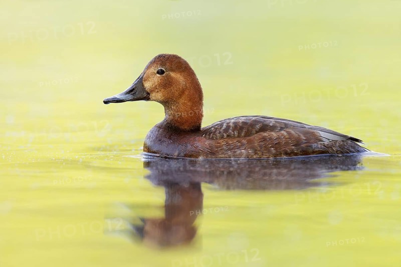 Common Pochard (Aythya ferina) female, Brandenburg, Germany